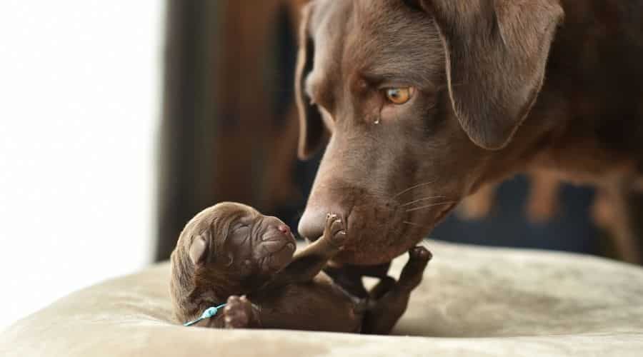Labrador Retriever mom and puppy