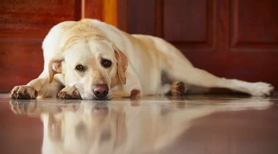 Labrador Retriever resting