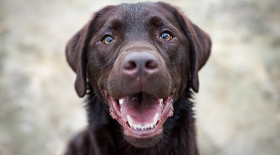 Smiling dog