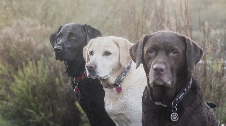 Labrador Retrievers Chocolate Yellow and Black sitting in field.