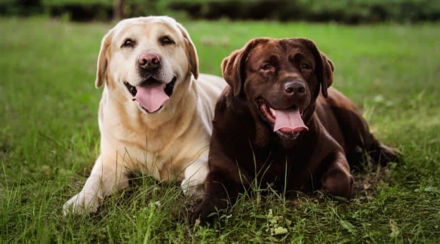 Labrador Retrievers in grass