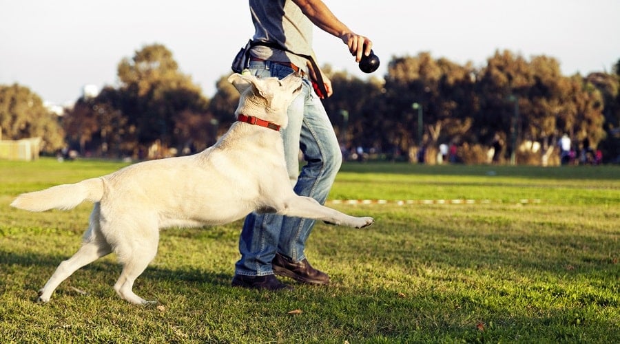 Lab running in grass chasing a Kong.
