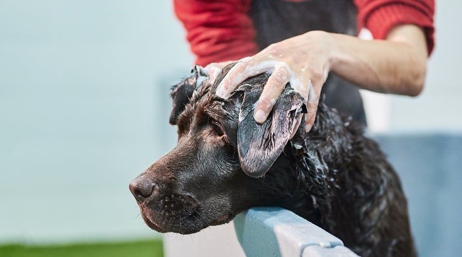 Labrador face getting a bath.