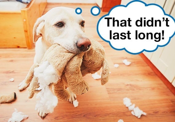 Labrador holding broken rabbit plush dog toy with stuffing scattered across floor