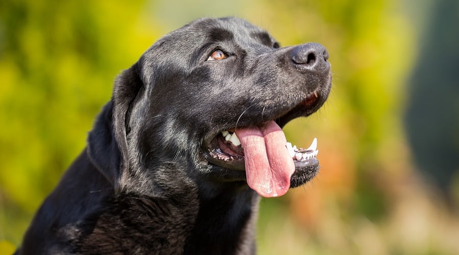 Labrador in Training smiling looking up with tongue hanging out.