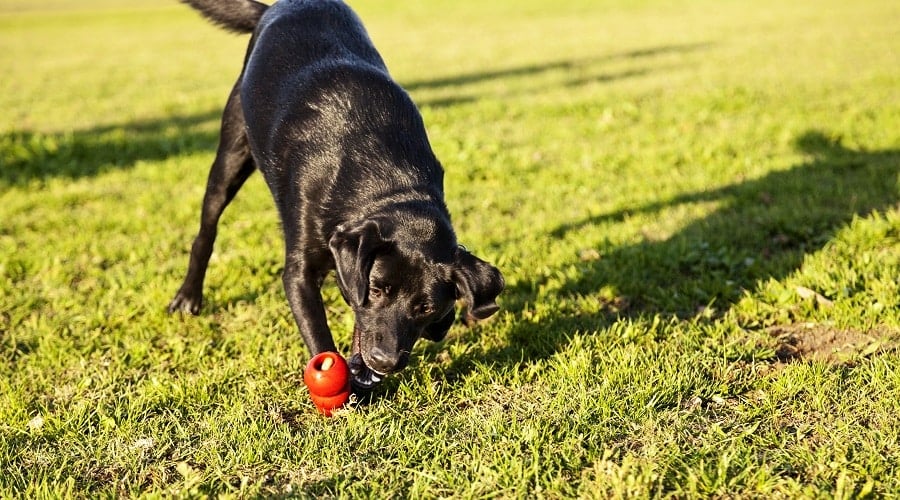 Black Labrador playing with a red KONG toy with treats inside.
