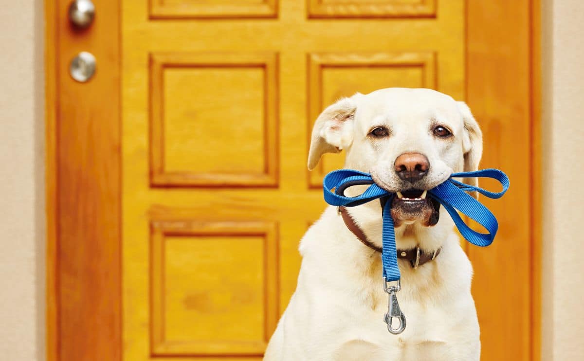 Labrador retriever with leash in mouth sitting waiting for walk