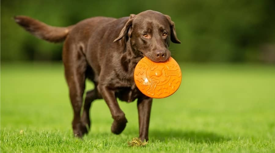 Labrador running on grass outdoors