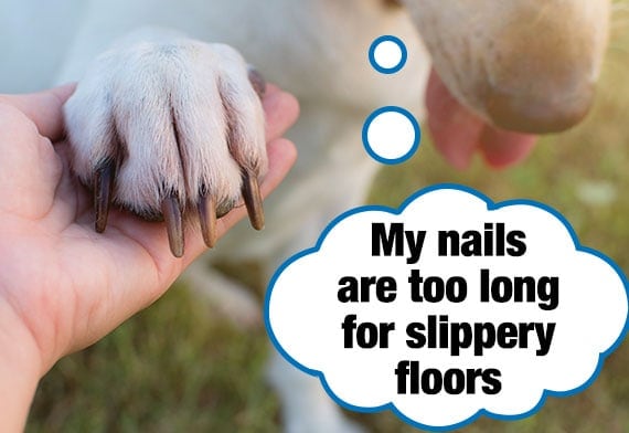 Labradoor showing of his nails that are too long for a slippery floor