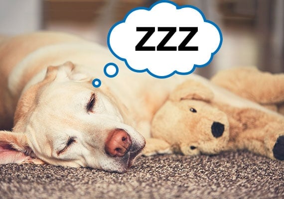 Labrador sleeping on carpet with plush dog toy under leg