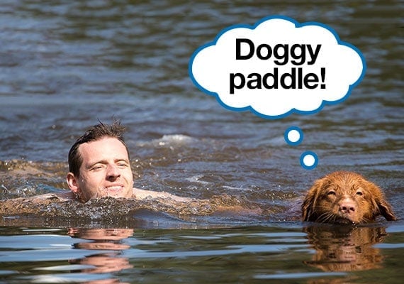 Labrador swimming