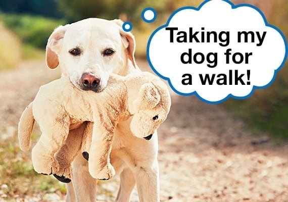 Labrador taking his plush toy for a walk outside