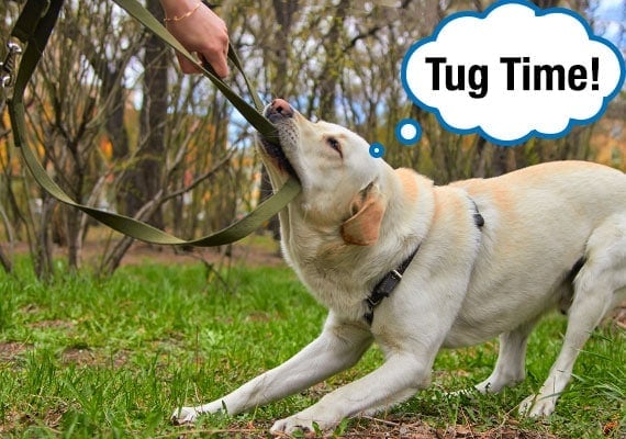 Labrador tugging on leash as owner tries to yank it back at park