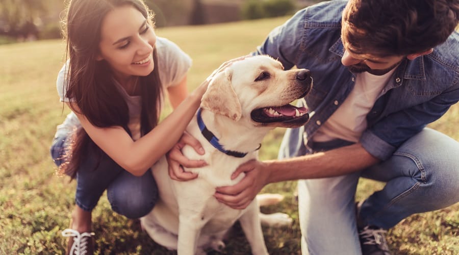 Labrador Retriever being pet outside by owners.