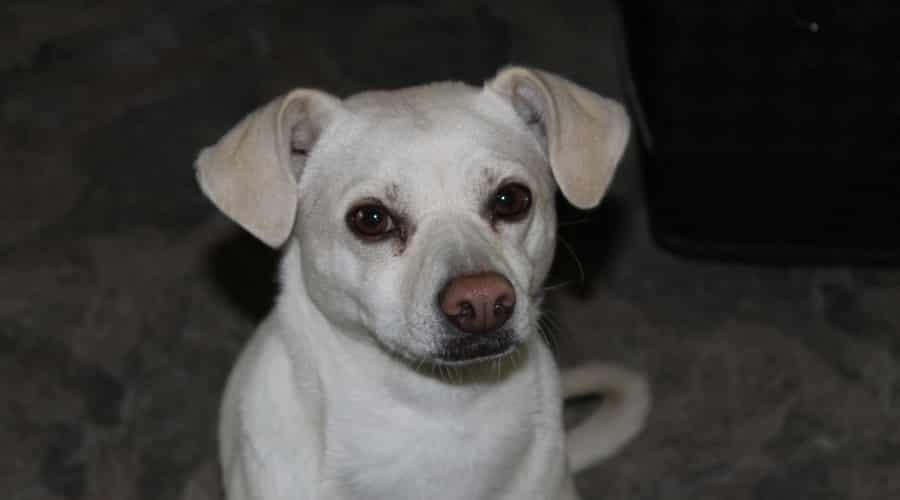 Labrahuahua Indoors