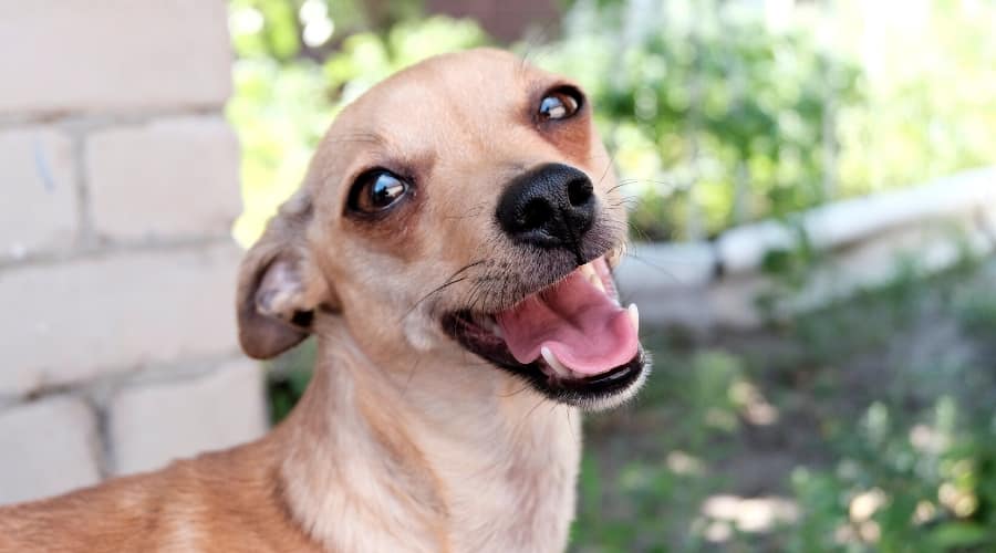 Labrahuahua outdoors