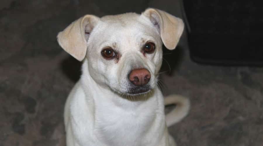 Labrahuahua sitting