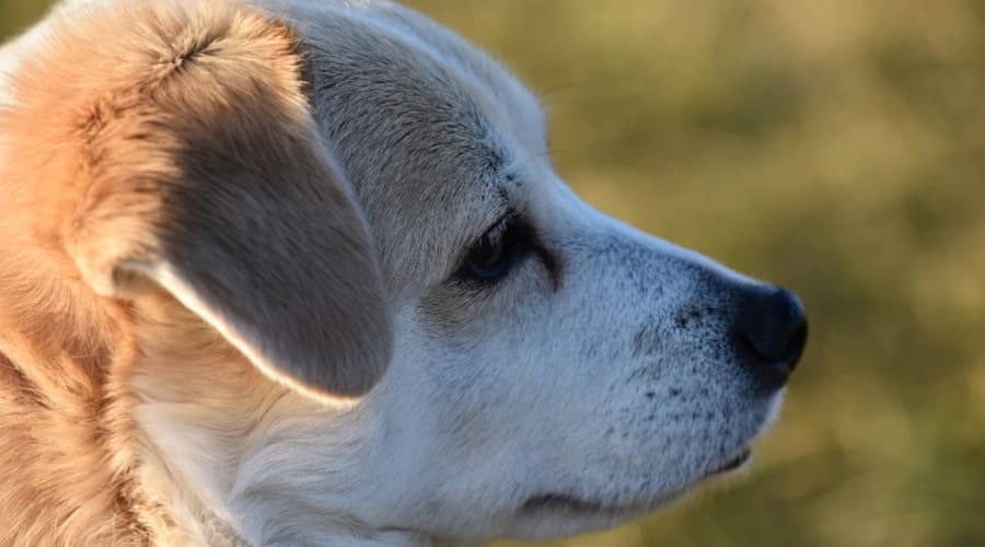 Labrahuahua staring