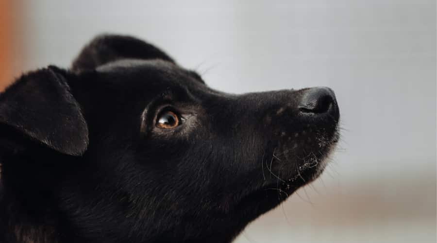 Labrahuahua waiting on exercise