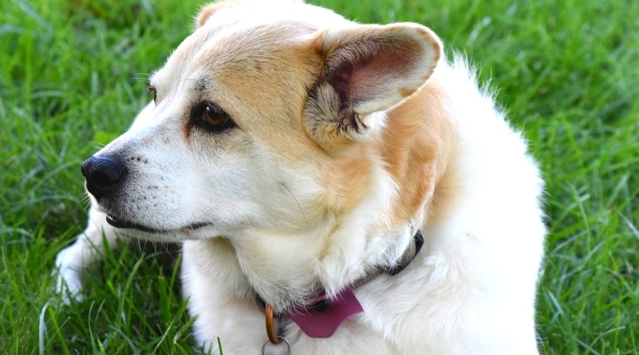 Labrahuahua with longer coat
