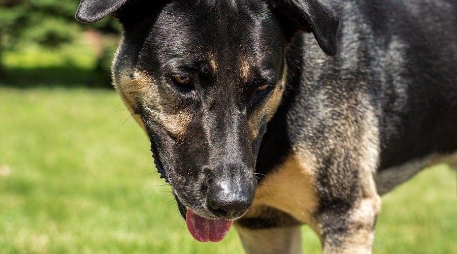 Labrashep Black Coat