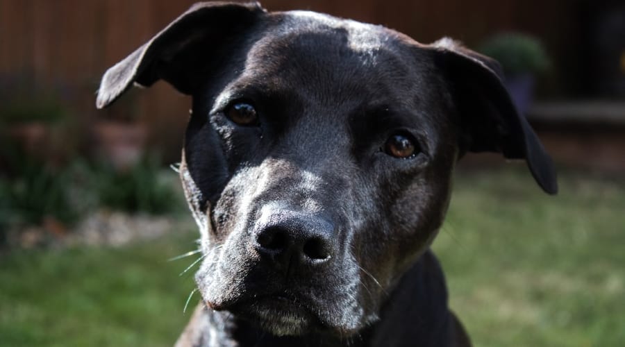 Labrastaffie Looking Outside