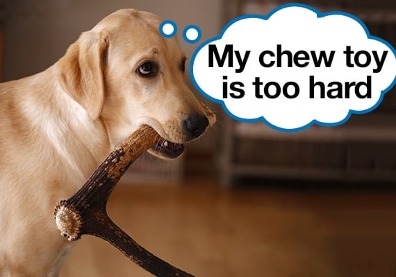 Labrador with hard antler chew toy in his mouth