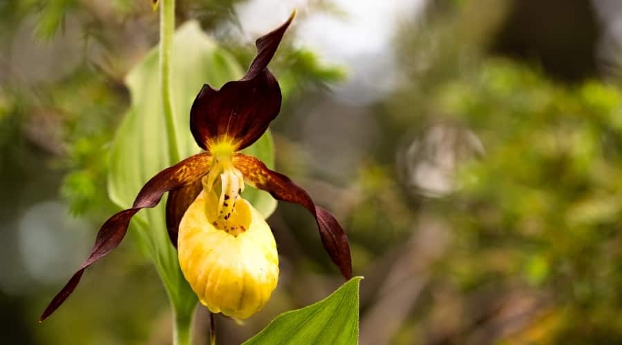 Lady Slipper Flower