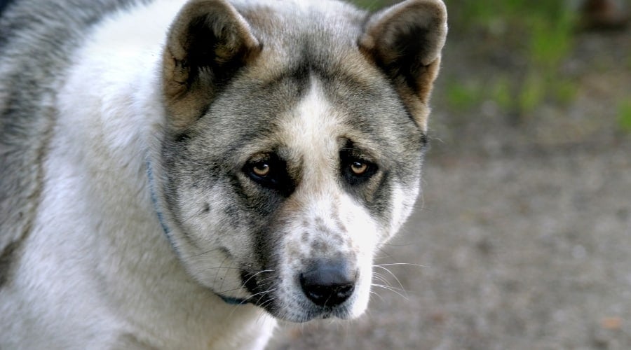 Large Akita Outdoors