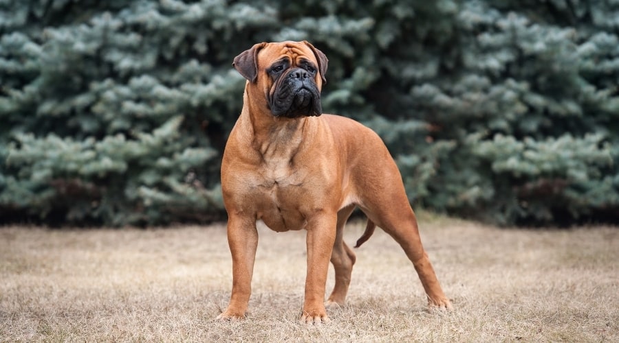 Large Apricot Colored Dog
