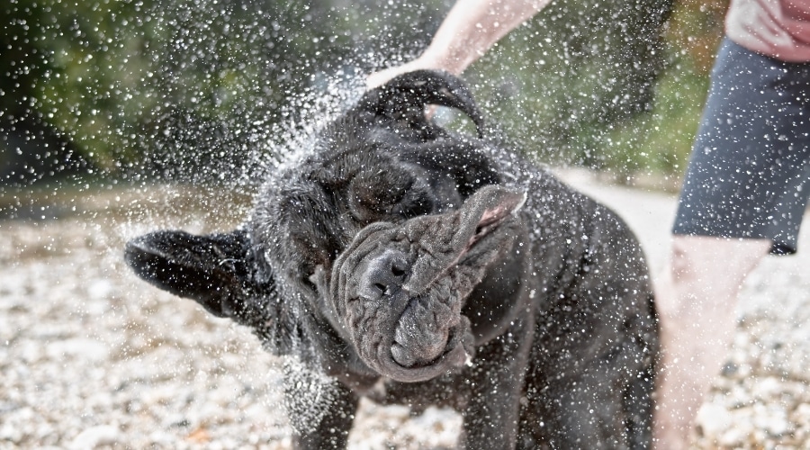 Large Black Dog Shaking Off Water