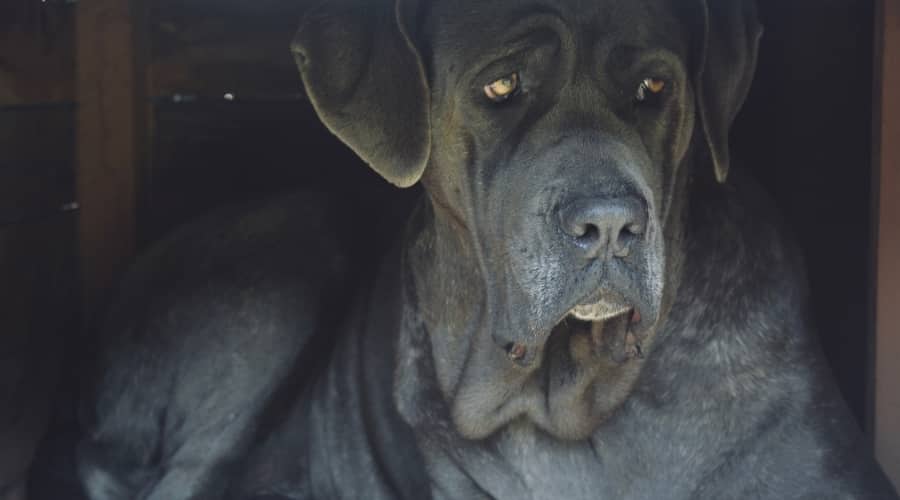 Large Blue Dog Sitting in the Shade