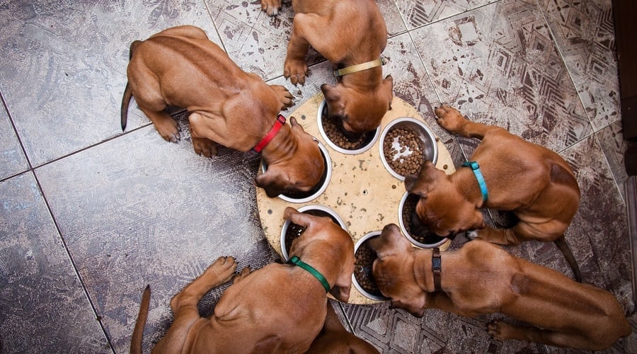Large Breed Puppies Eating Dog Food