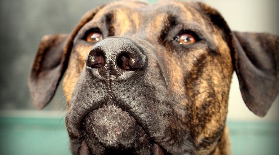 Large Brindle Corso Pitbull Mix