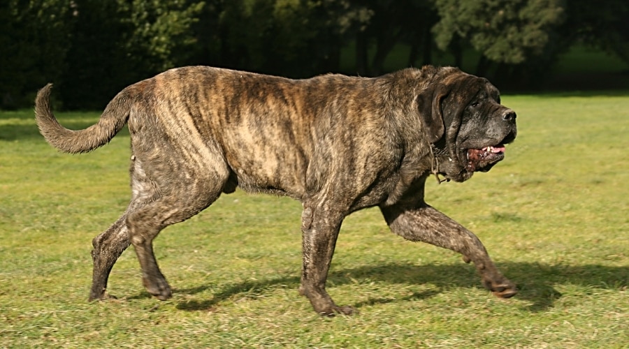 Large Brindle Dog Running