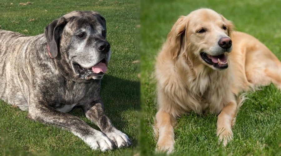 Large Brindle Dog and Long Hair Tan Dog Laying in Grass