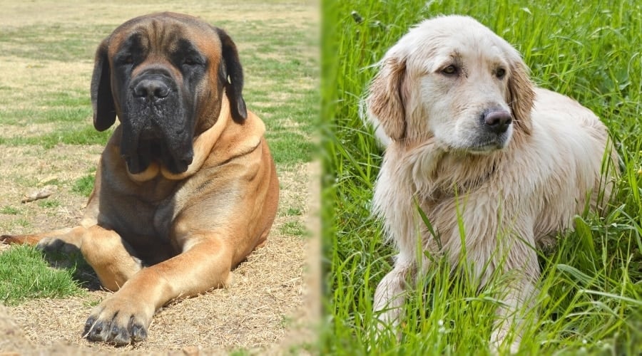 Large Brown Dog and Medium Long Hair Dog Laying in Grass
