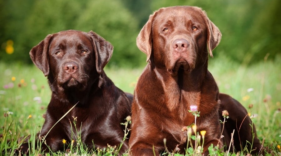 Large Brown Dogs Lounging Outdoors