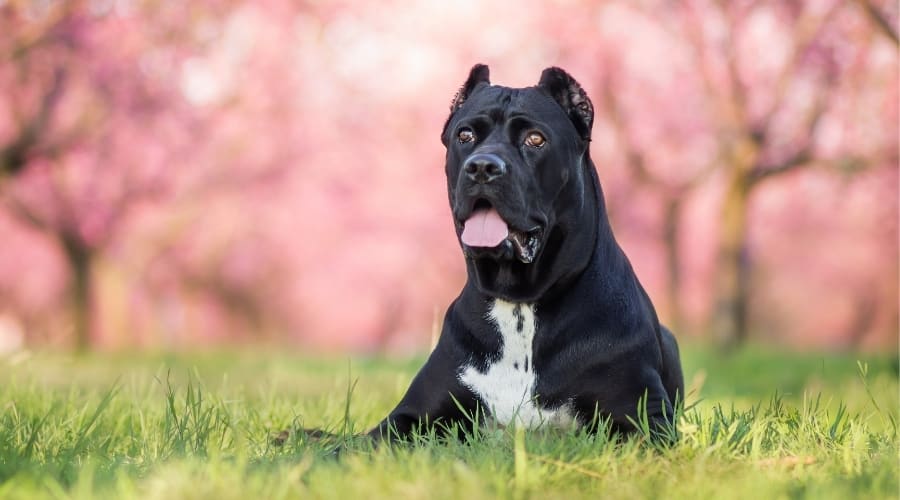 Large Cane Corso Dog Outdoors