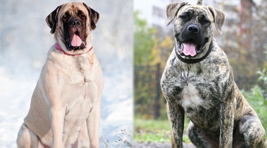Large Cream Dog and Large Spotted Dog Sitting