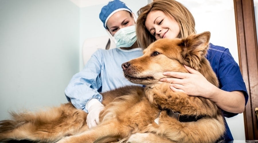 Dog being checked at the vet.