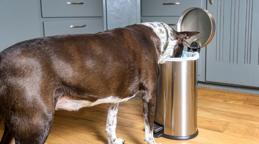 Large Dog Digging in Trash