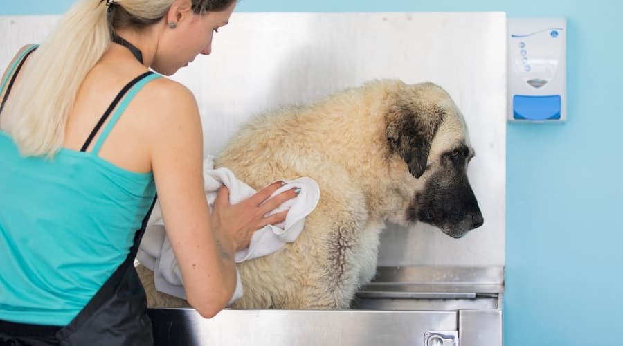 Large Dog Getting a Bath