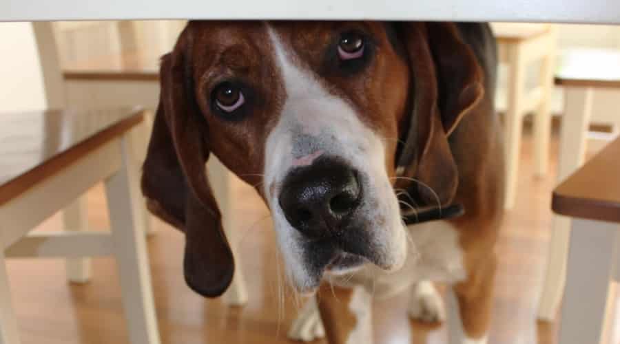 Large dog looking up from underneath a table.