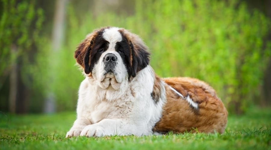 Large Dog Lounging in Grass