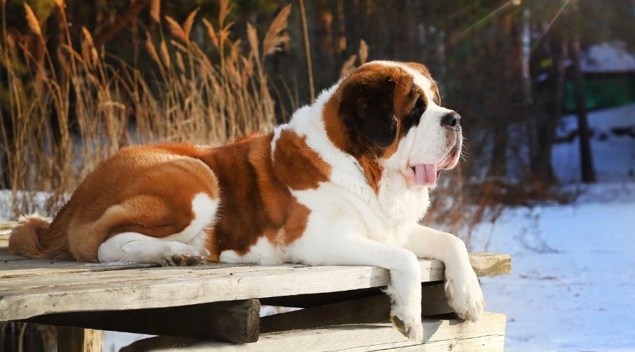 Large Dog Lounging on a Dock