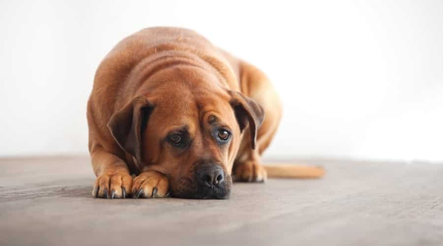 Large Dog Lying on Wood Floor