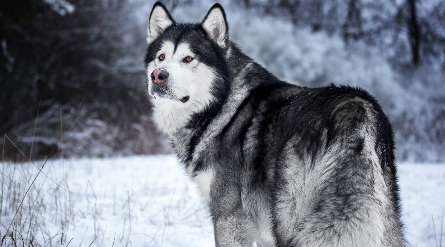 Large Dog Outdoors in Snow