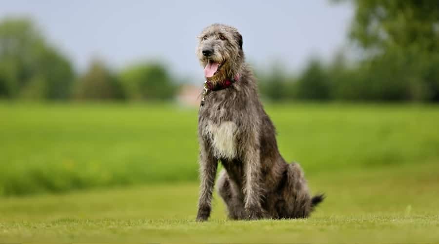 Large Dog Sitting in Grass