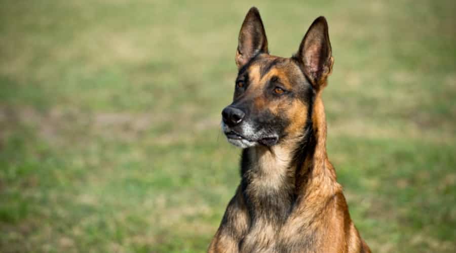 Large Dog Standing Alert Outdoors